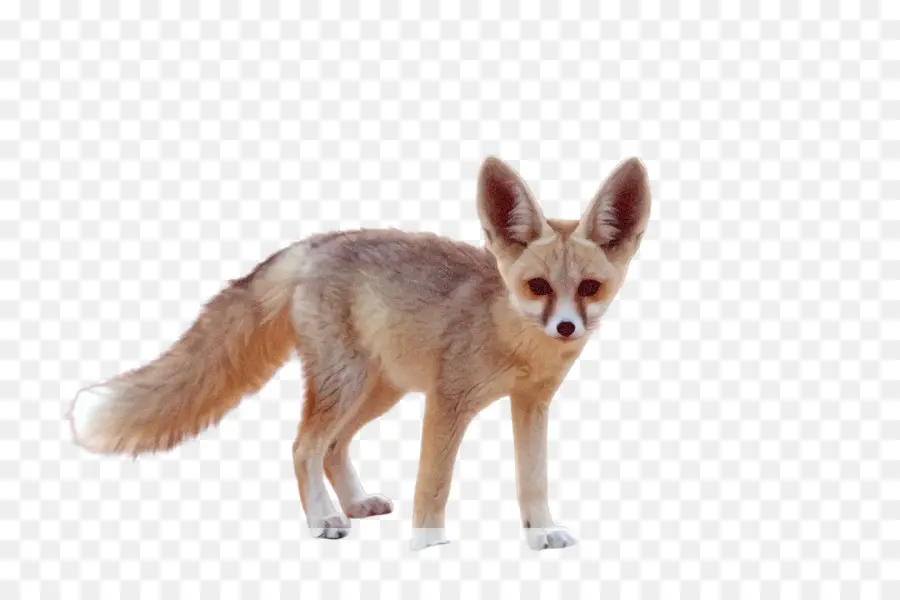 Fox，Chacal PNG