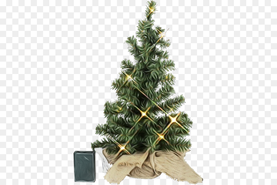 Bálsamo Fir，Pinho Branco PNG