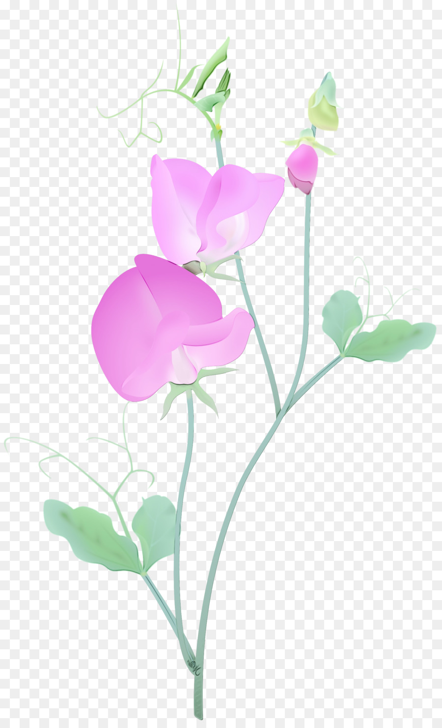 Flor，Planta PNG