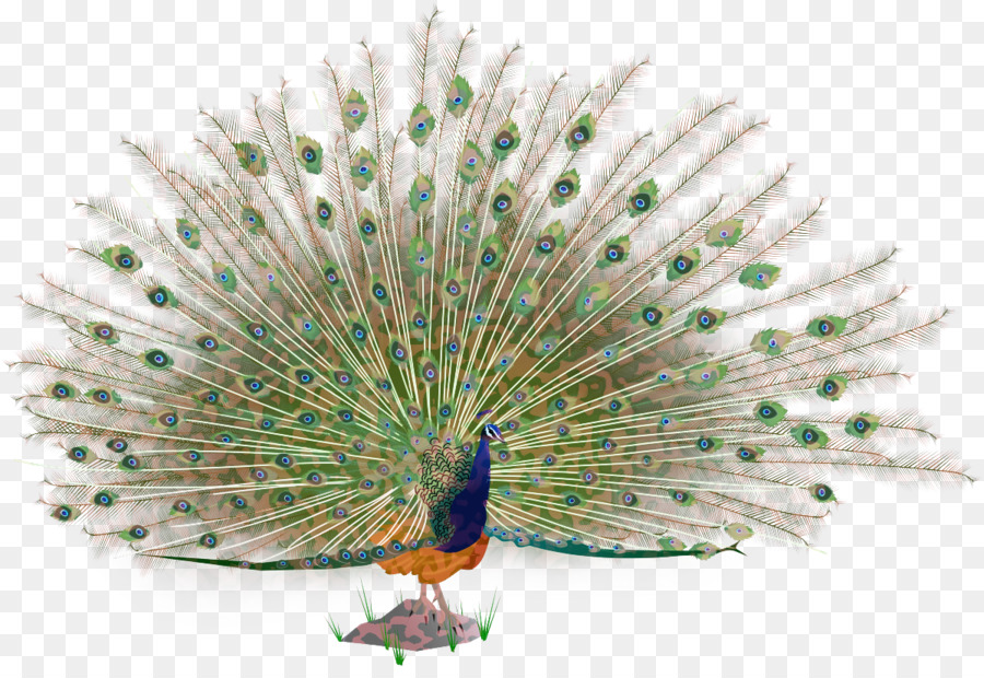 Peafowl，Aves PNG