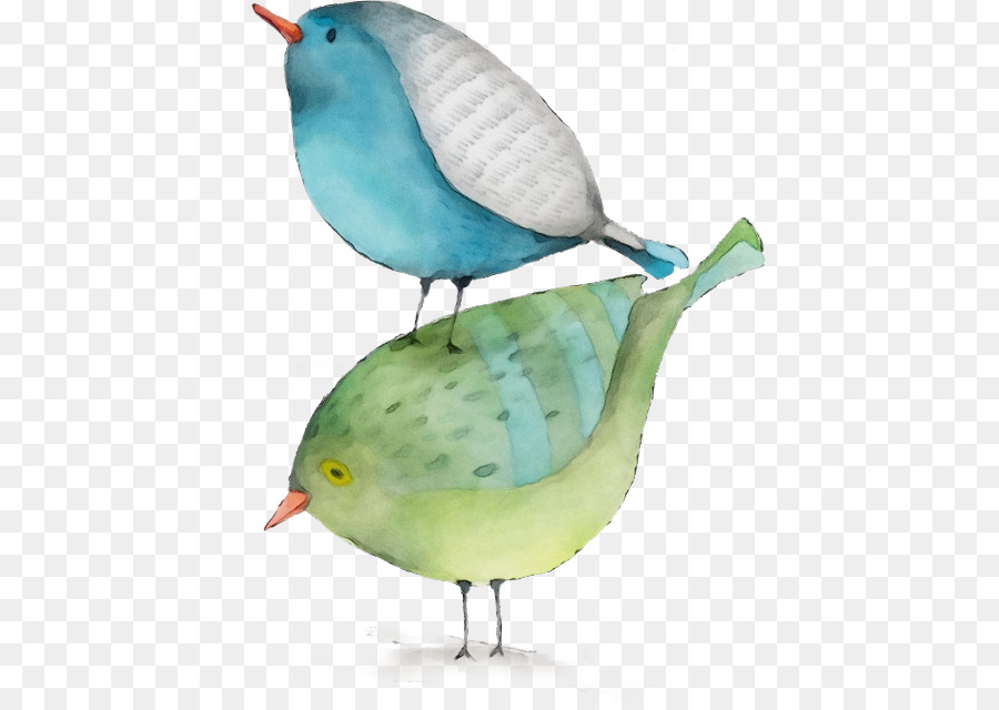 Aves，Bico PNG