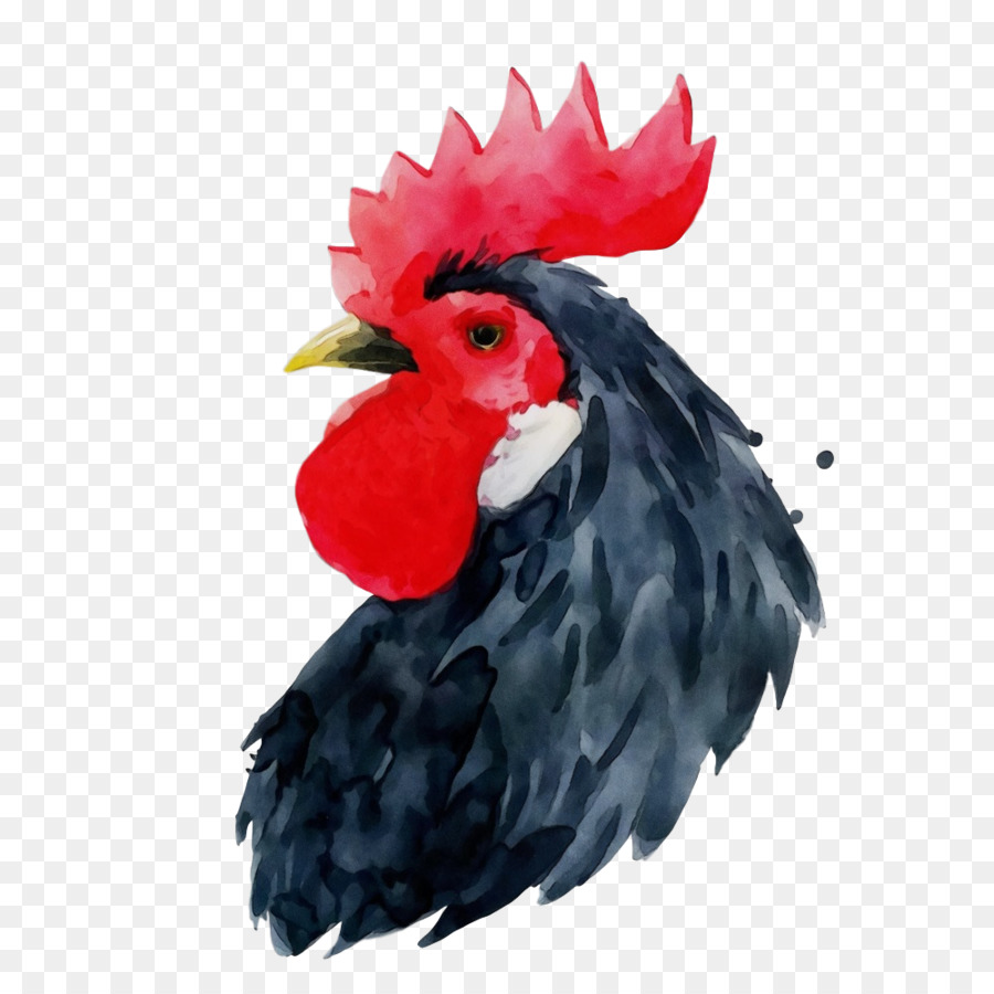 Galo，Frango PNG