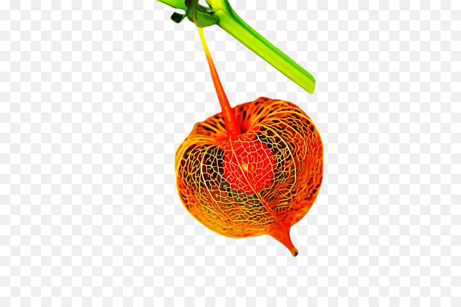 Laranja，Planta PNG