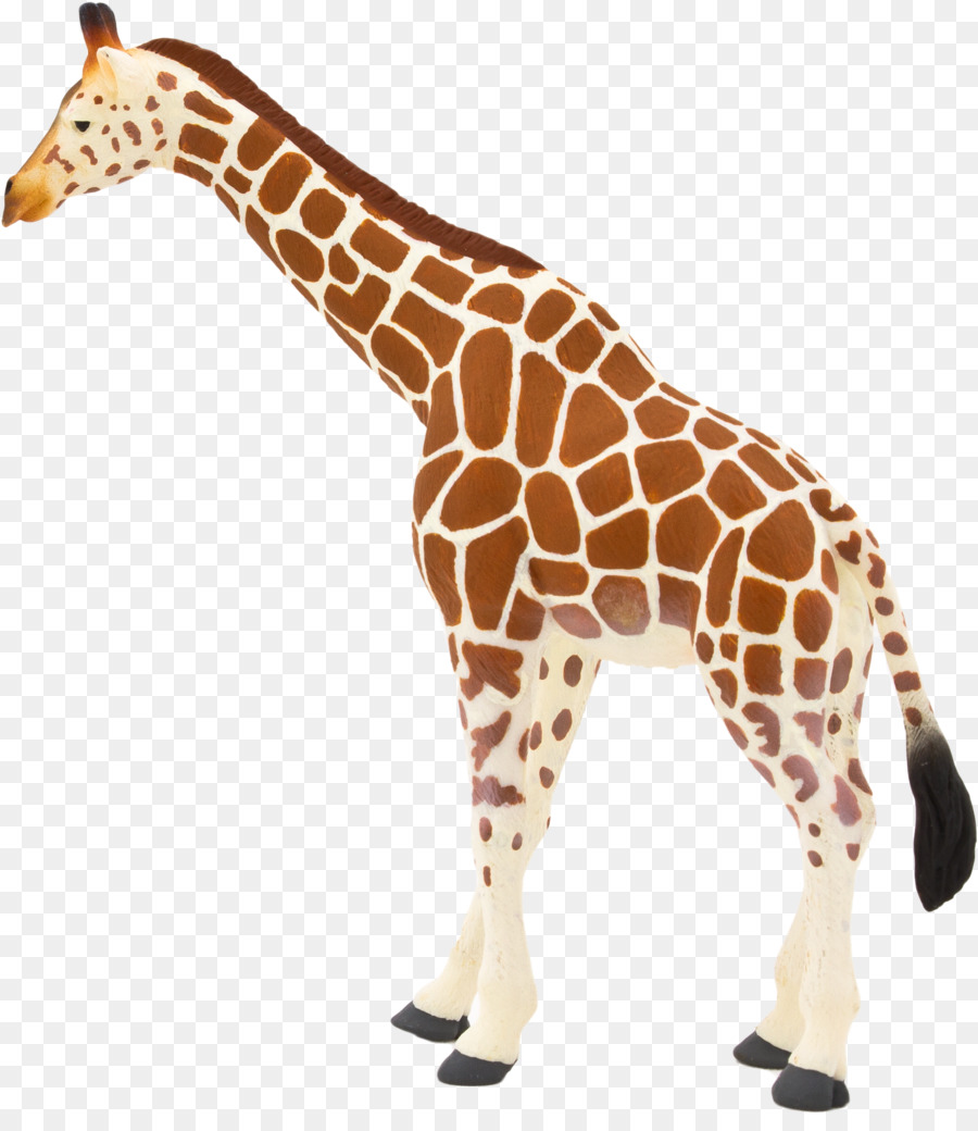 Girafa，Alto PNG