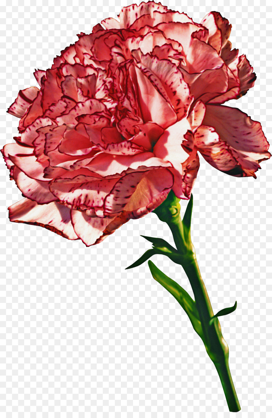 Cravo Rosa，Florescer PNG