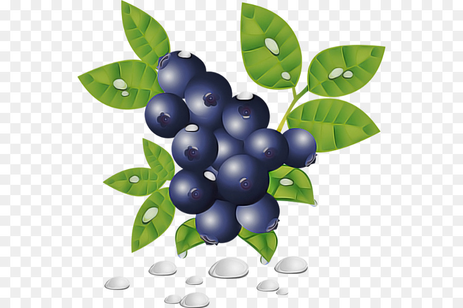 Berry，Planta PNG