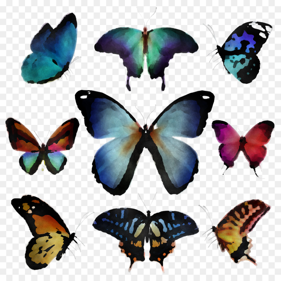 Asas De Borboleta，Colorido PNG