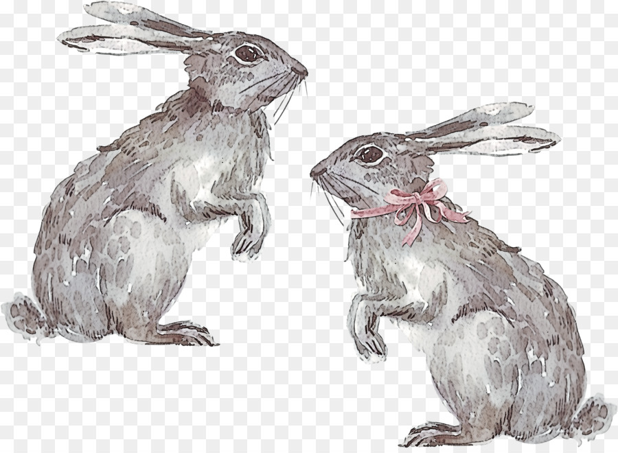 Coelhos，Ouvidos PNG