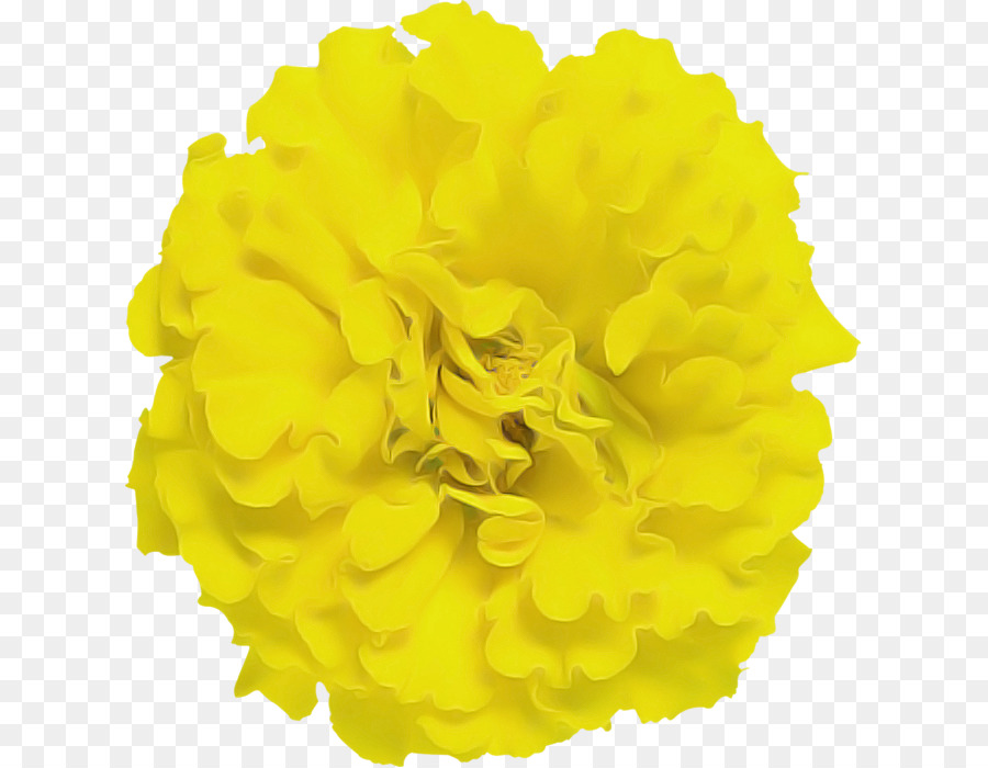 Amarelo，Flor PNG