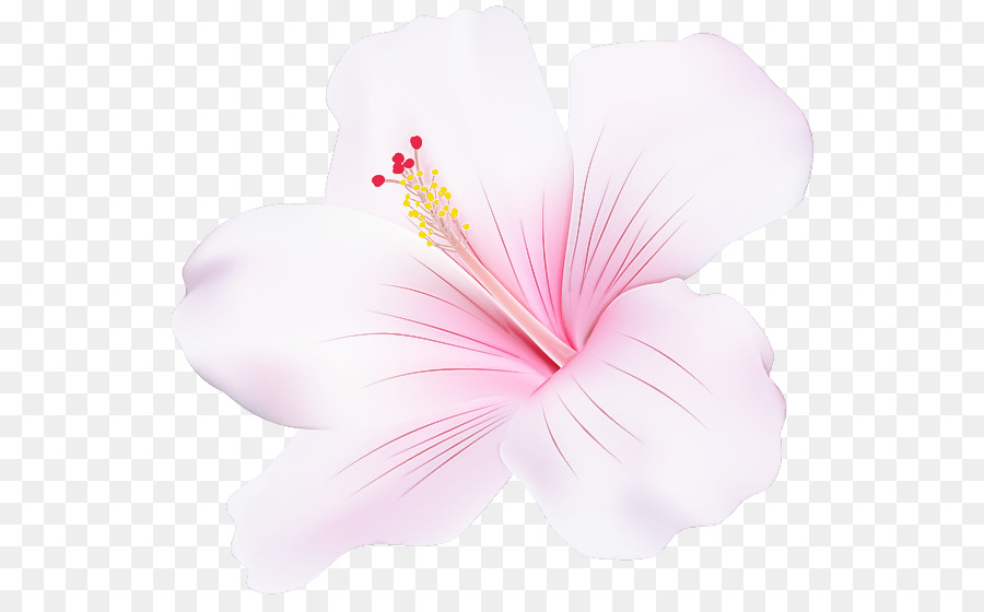 Hibiscus，Cor De Rosa PNG