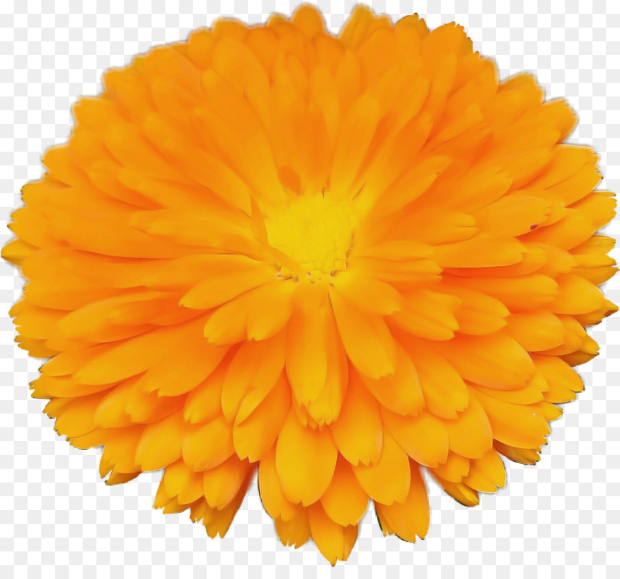 Flor Amarela，Florescer PNG