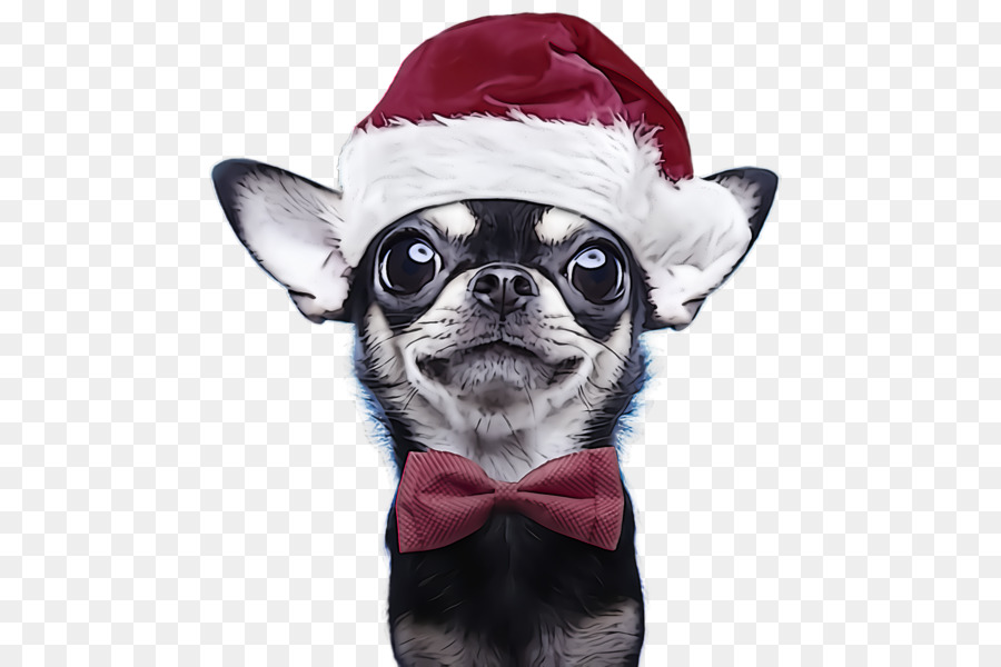 Cachorro Com Chapéu De Papai Noel，Natal PNG