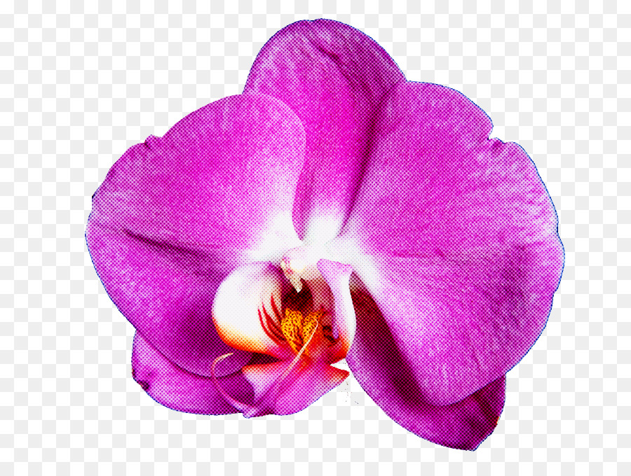 Flor，Hibisco PNG