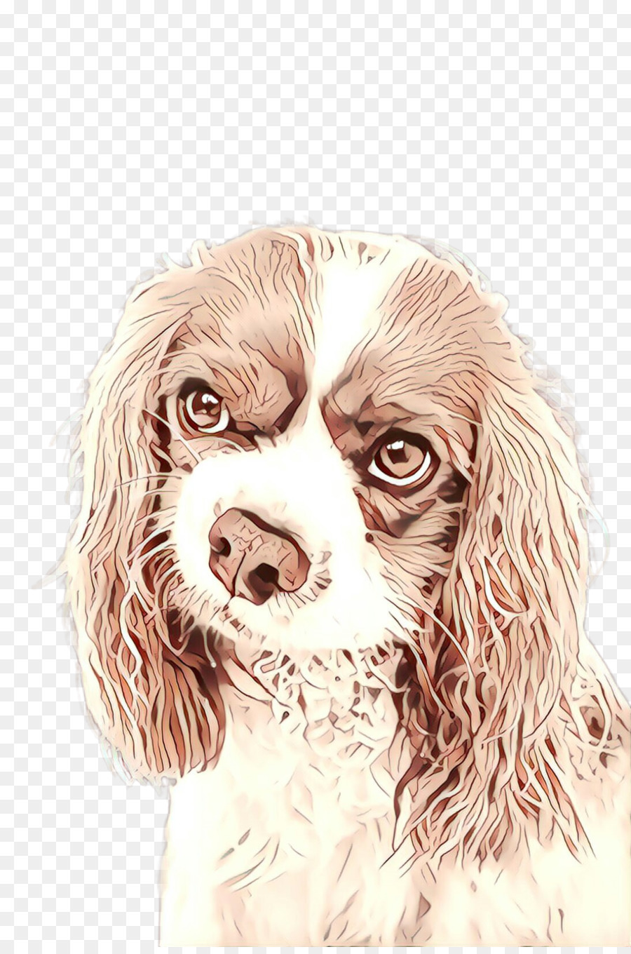 Cachorro，Cocker Spaniel PNG