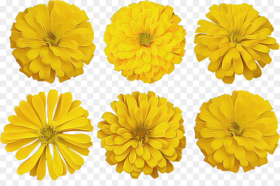 Flores Amarelas，Florescer PNG