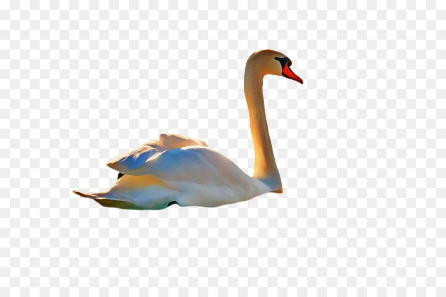 Swan，Aves PNG