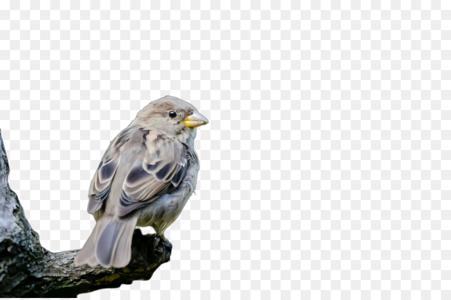 Aves，Bico PNG