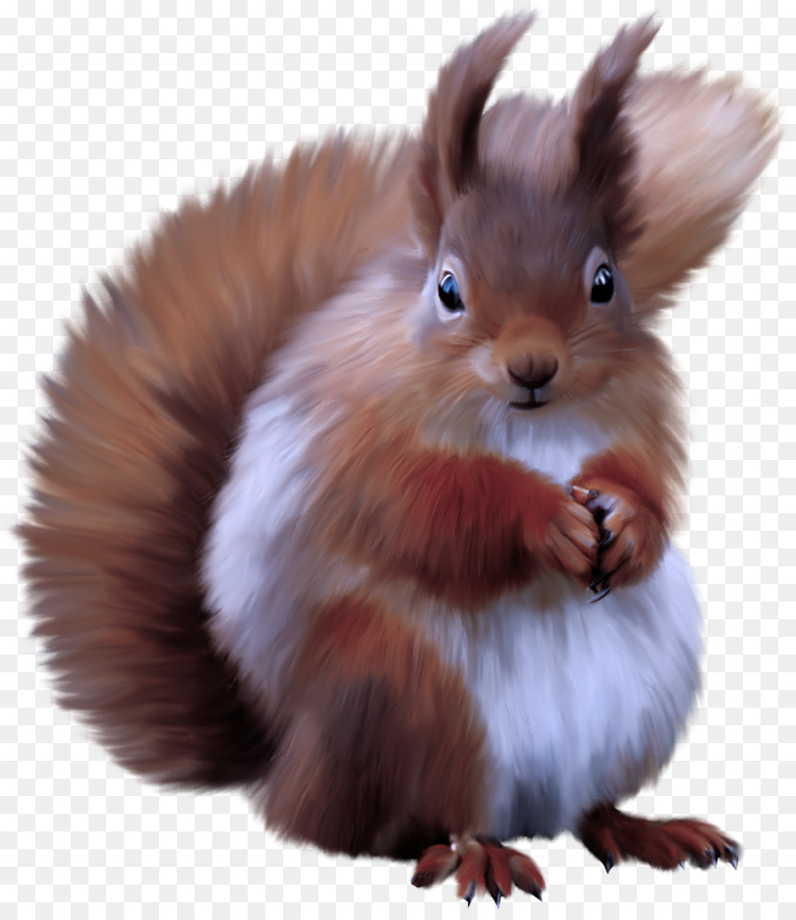 Esquilo，Eurásia Esquilo Vermelho PNG