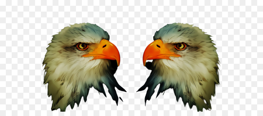 Aves，Bico PNG