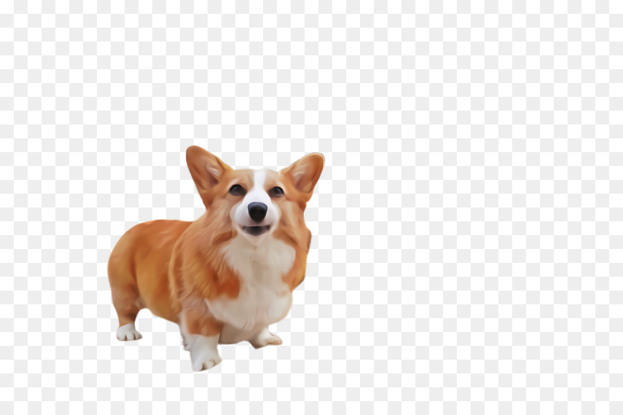 Cachorro，Welsh Corgi PNG