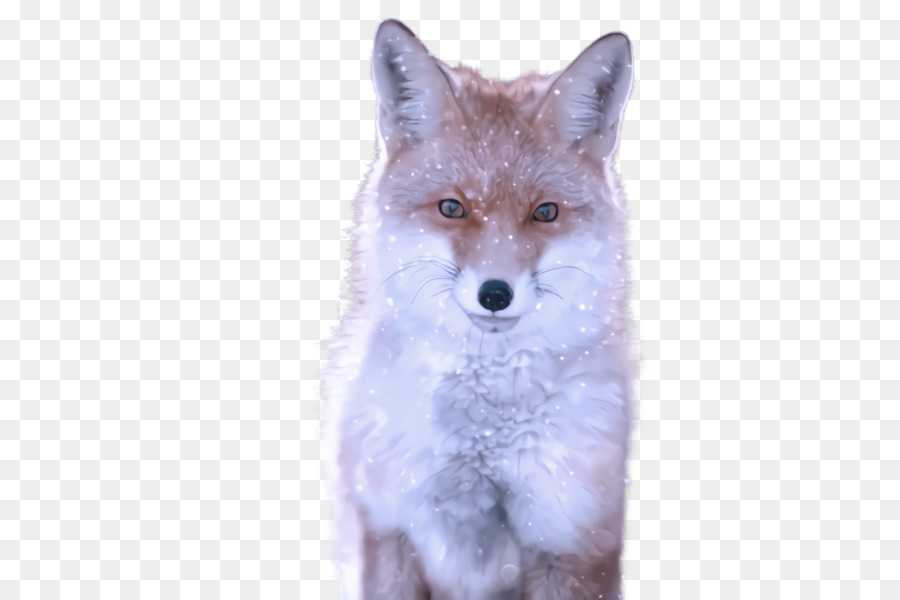 Fox，A Vida Selvagem PNG