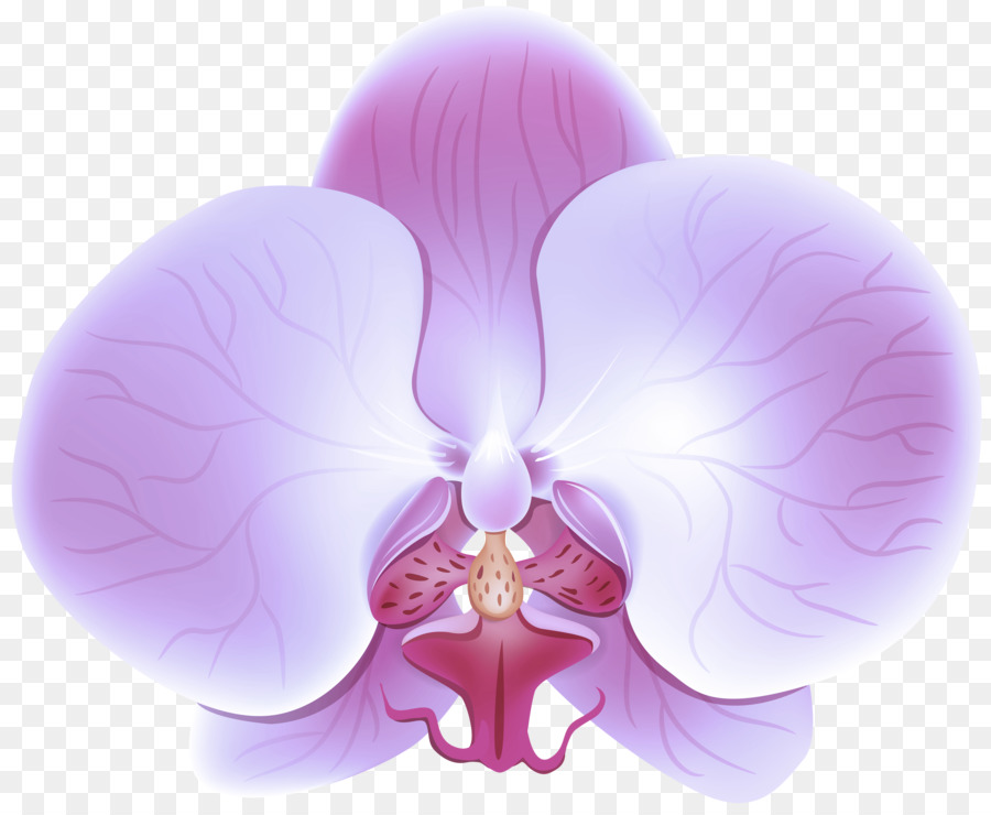 Orquídea Roxa，Roxo PNG