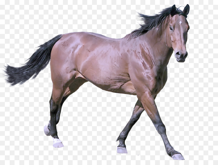 Cavalo Branco，Animal PNG