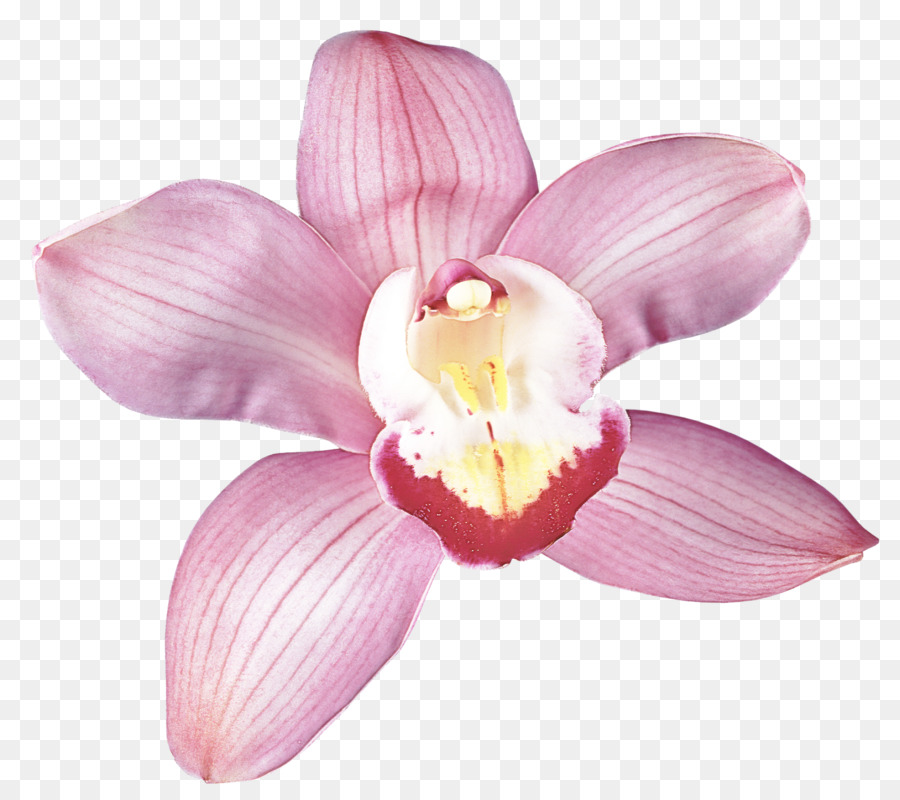 Orquídea，Rosa PNG