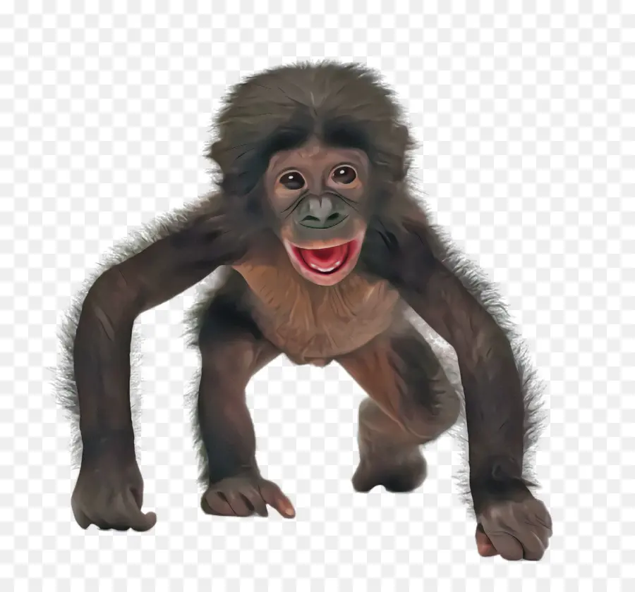 Macaco Do Velho Mundo，Boca PNG