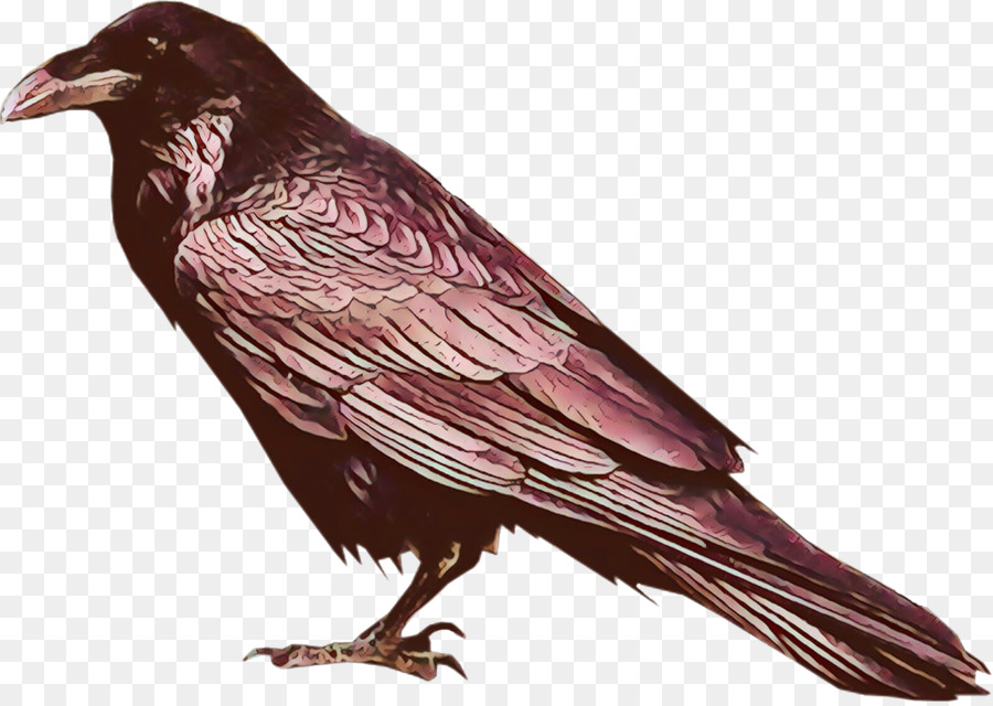 Aves，Raven PNG