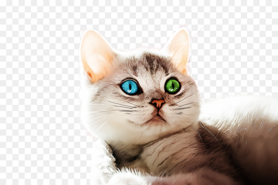 Gato，Pequenas E Médias Gatos PNG