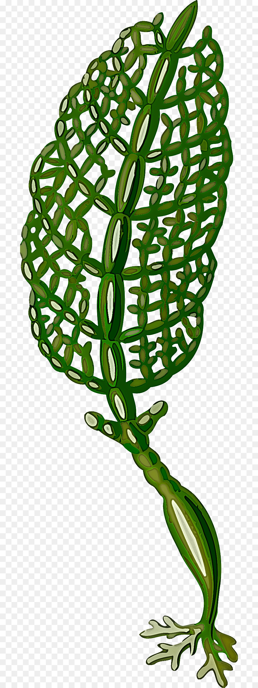 Planta，Folha PNG