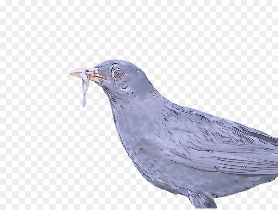 Aves，Bico PNG