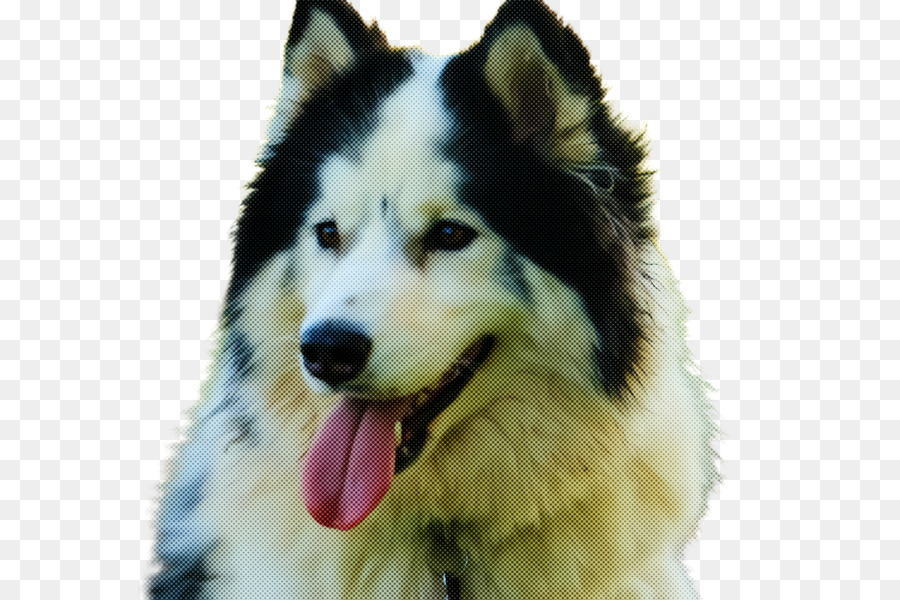 Cachorro，Husky Siberiano PNG