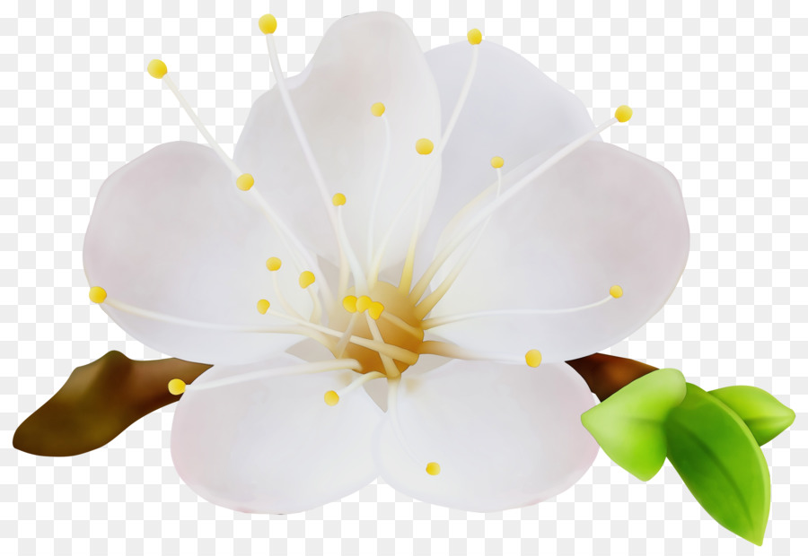 Branco，Flor PNG