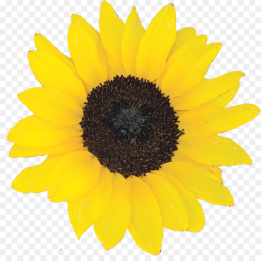 Girassol，Flor PNG