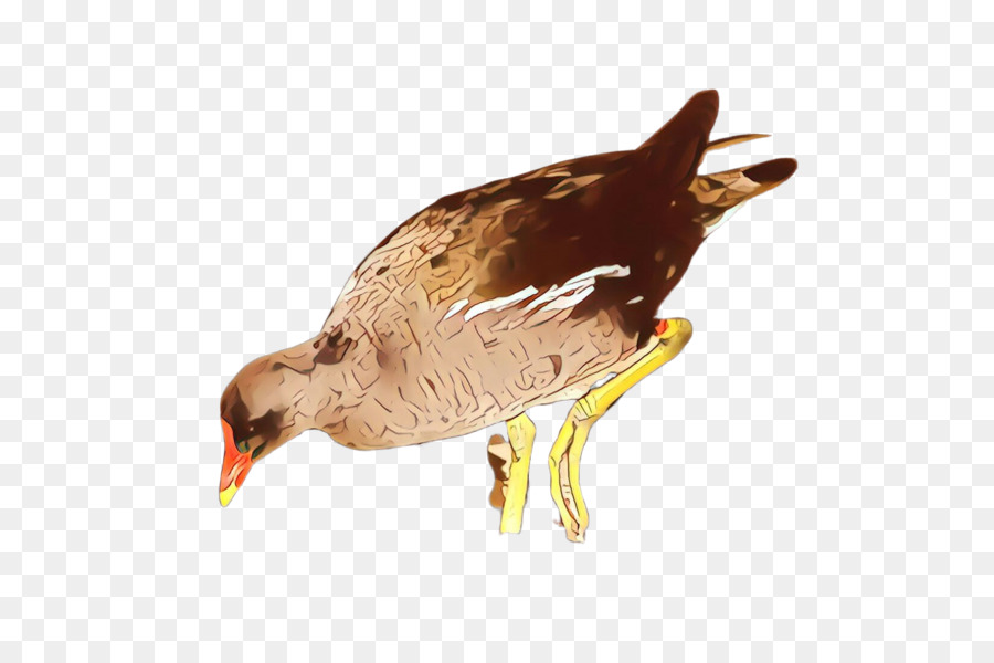 Aves，Bico PNG