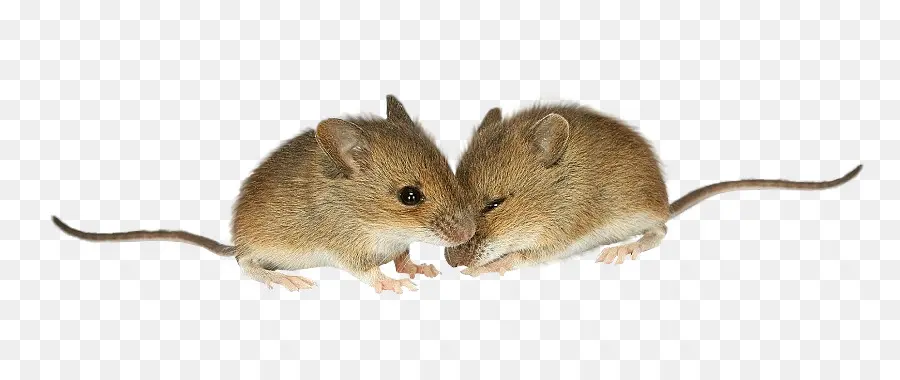 Mouse，Rat PNG