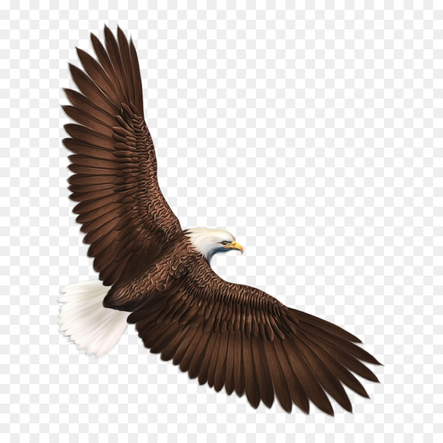 águia，Aves PNG