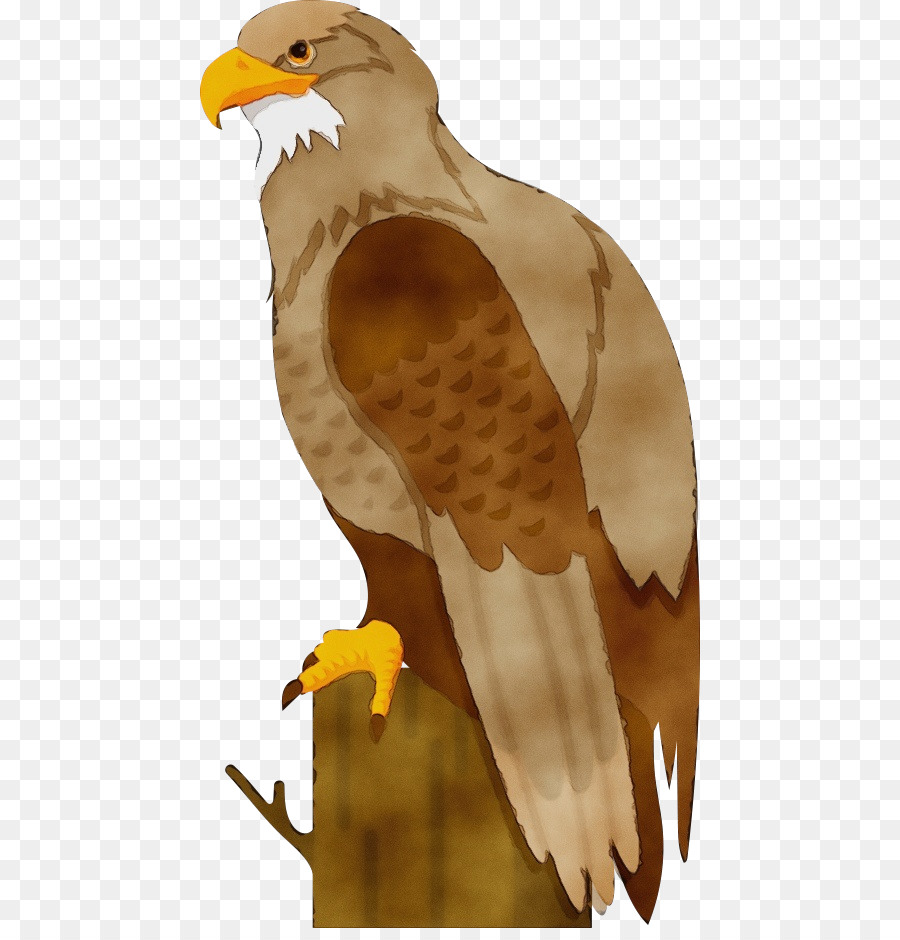 Falcão，Pássaro PNG