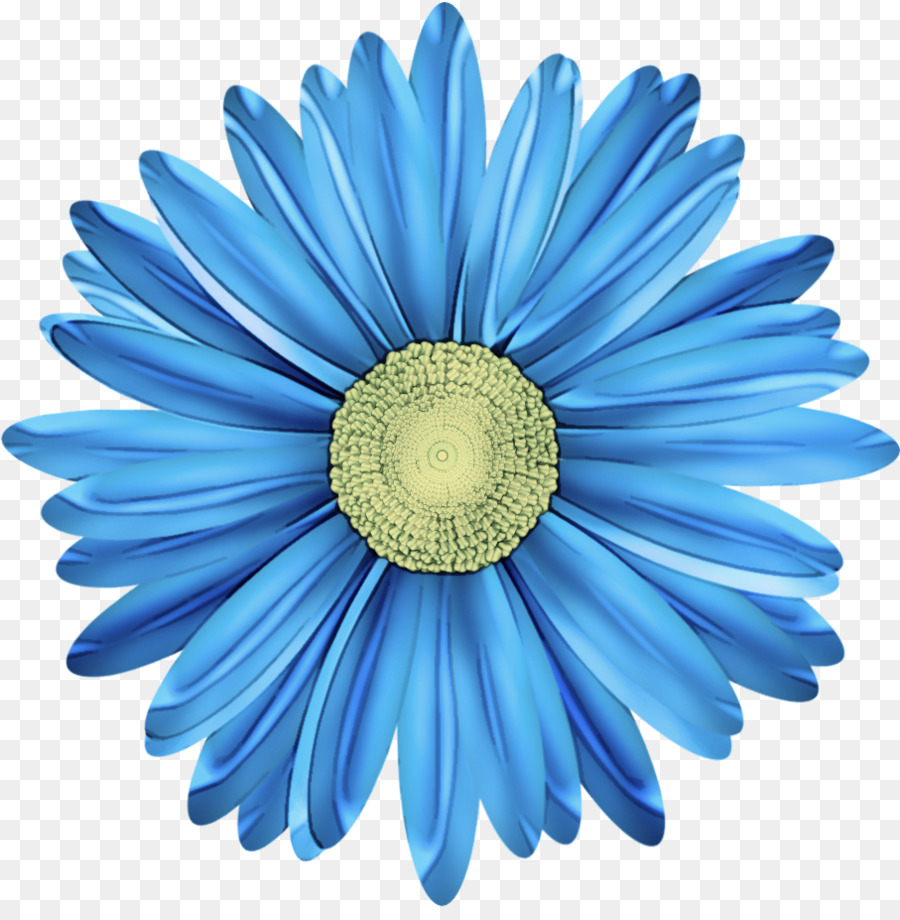 Azul, Gerbera, Flor png transparente grátis