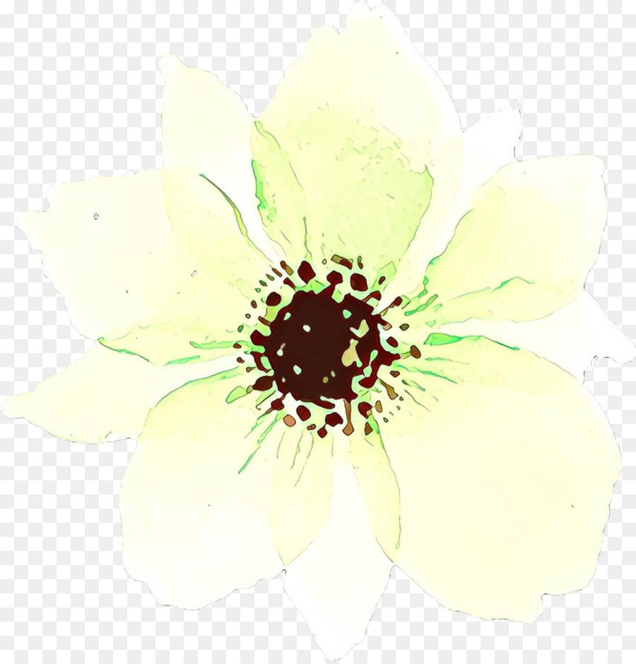 Branco，Flor PNG