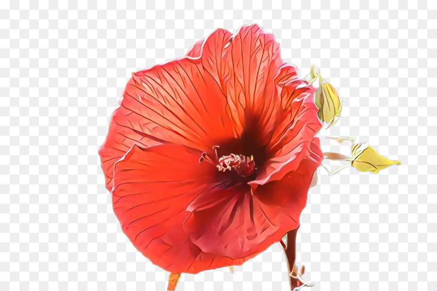 Flor，Vermelho PNG
