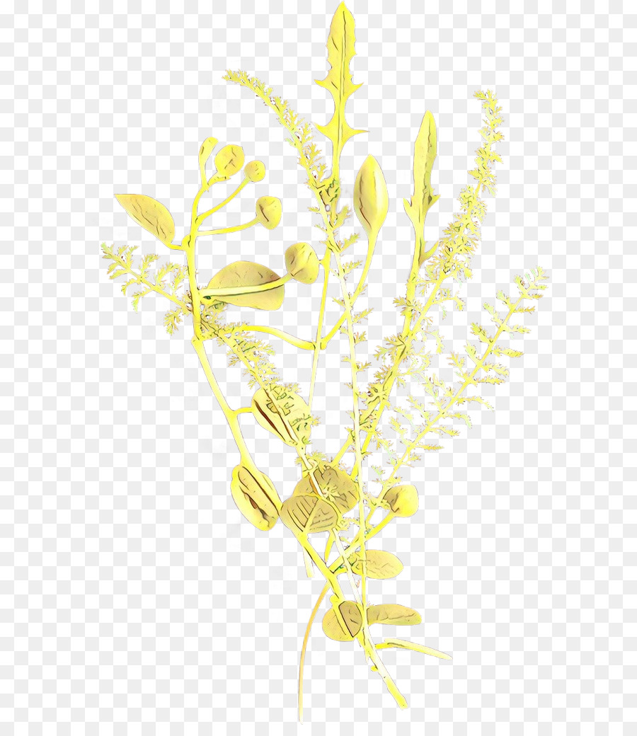 Amarelo，Planta PNG