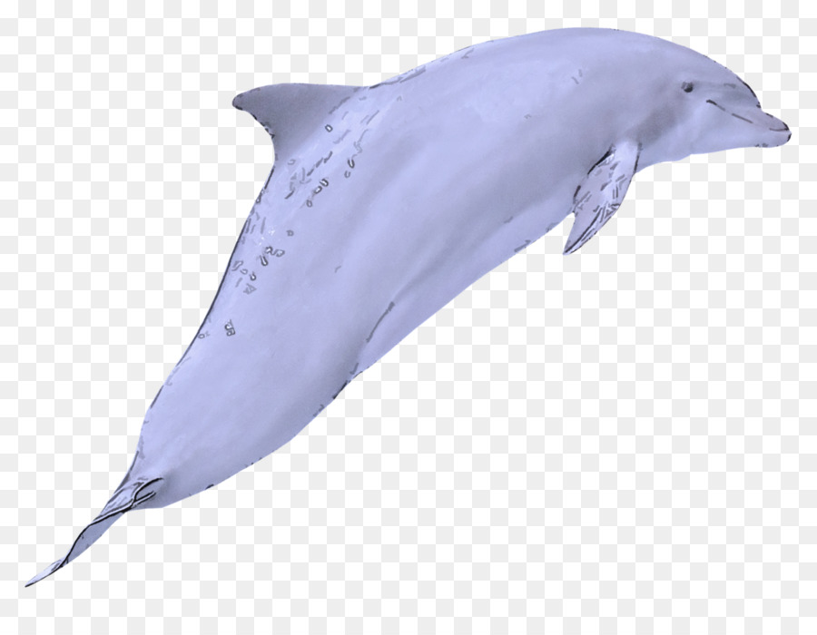 Golfinho，Dolphin PNG