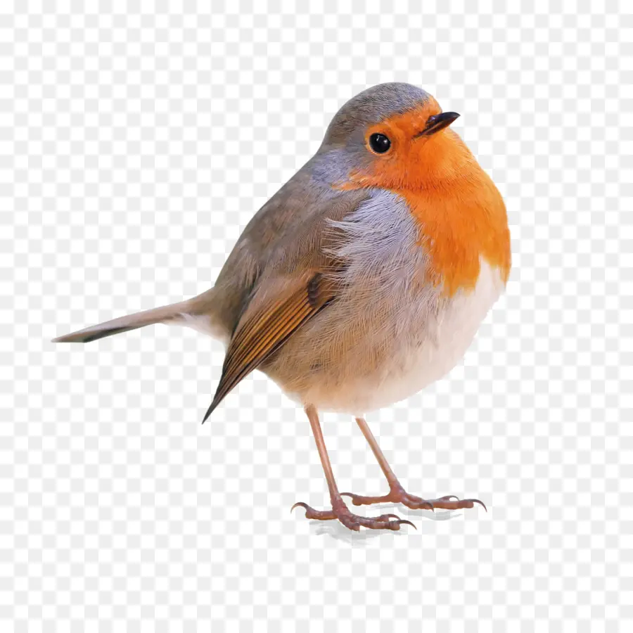 Aves，Europeia Robin PNG