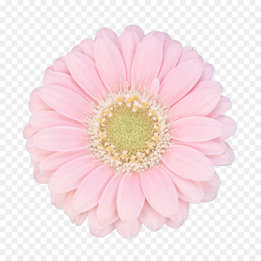 Flor，Margarida De Barberton PNG