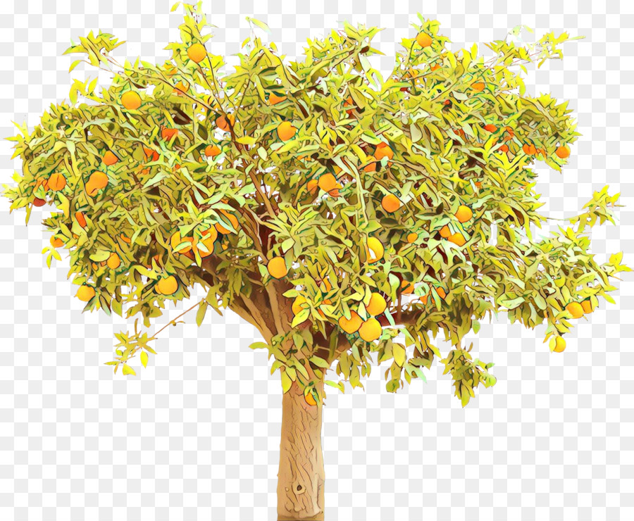 Laranjeira，Laranjas PNG