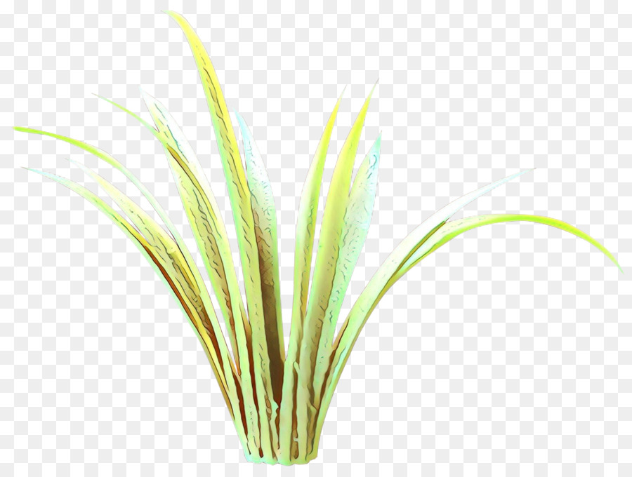 Grama，Planta PNG