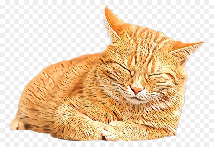 Gato，Pequenas E Médias Gatos PNG